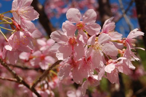 Gėlė, Pavasaris, 櫻 Rausvos Gėlės, Natūralus, Gėlės Ir Augalai, 桵 Gėlės, Vyšnia
