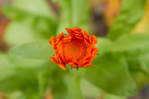 Gėlė, Oranžinė, Pavasaris, Gamta, Makro, Augalas, Flora