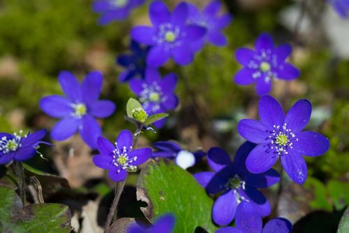 Gėlė, Hepatica, Pavasaris, Mėlynas