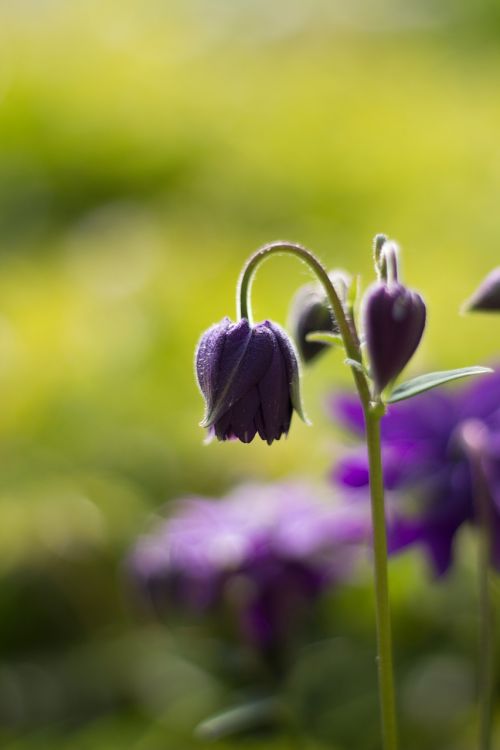 Gėlė, Violetinė, Žiedas, Žydėti, Pavasaris, Makro, Uždaryti, Gamta, Mėlynas, Žydėti, Augalas, Gėlių Violetinė