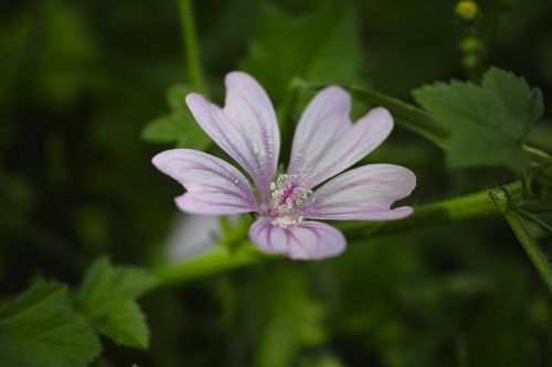 Gėlė, Gamta, Augalas, Pavasario Gėlės, Pavasaris, Sodas, Rožinis, Daisy, Gėlės, Makro, Vasara, Violetinė, Gražus, Žalias Laukas, Žalias