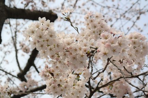 Gėlė, Pavasaris, Medis