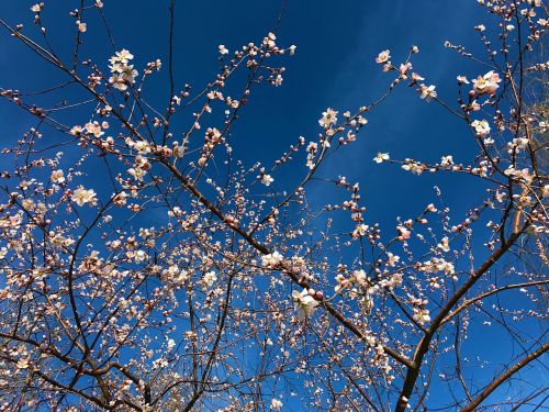 Gėlė, Dangus, Hongluoshi, 2017-01-13-02