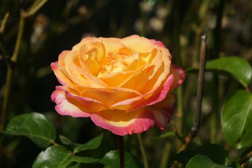Gėlė, Gamta, Rosa