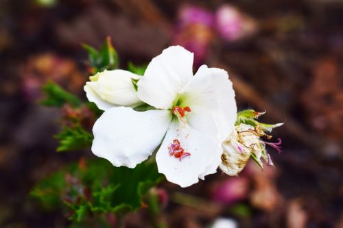 Gėlė, Augalas, Gamta, Baltos Gėlės