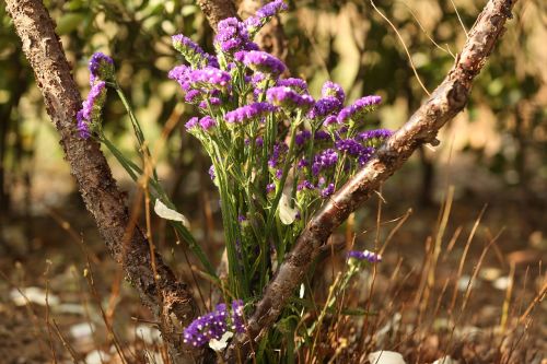 Gėlė, Violetinė, Augalas