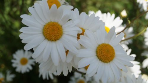 Gėlė, Marguerite, Pavasaris, Vasaros Gėlės