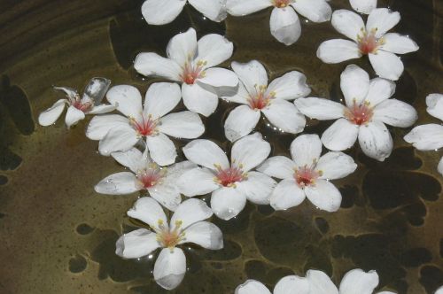 Gėlė, Indus, Wu Yuexue