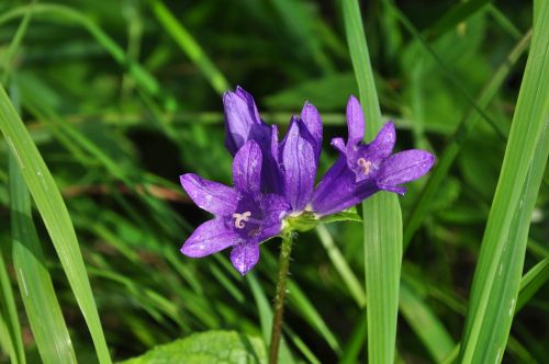 Gėlė, Violetinė, Žydėti