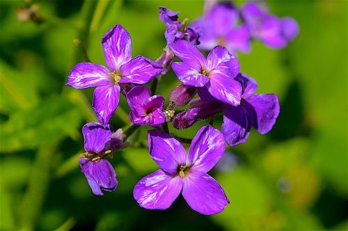 Gėlė, Violetinė, Gamta, Pavasaris, Augalas, Balta, Natūralus, Žydėti, Žalias, Žiedas, Spalva, Sodas, Žiedlapis, Šviežias, Spalvinga, Makro, Šviesus, Šviežumas, Sezonas, Flora