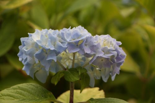 Gėlė, Hortenzija, Mėlynas, Brittany