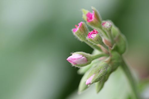 Gėlė, Rožė, Raudona Roze, Makro