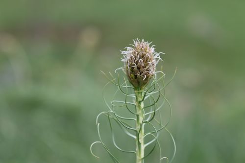 Gėlė, Rožė, Raudona Roze, Makro