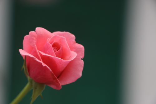 Gėlė, Raudona Roze, Grožis