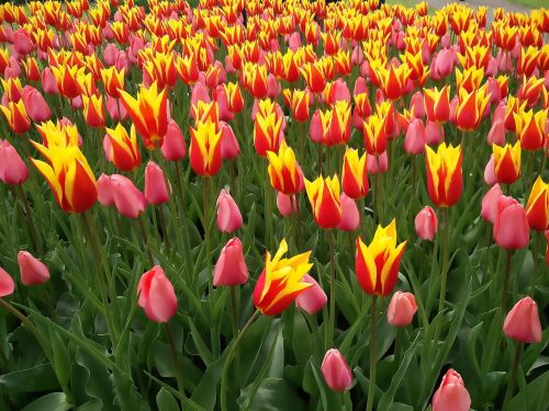 Gėlė, Tulpių Parkas, Keukenhof, Gamta