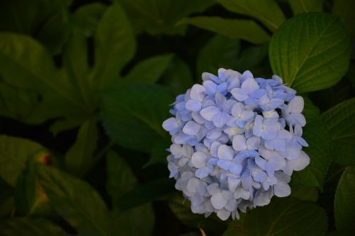 Gėlė, Hortenzija, Kraštovaizdis