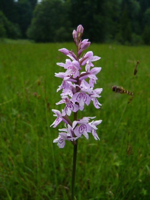 Gėlė, Orchidėja