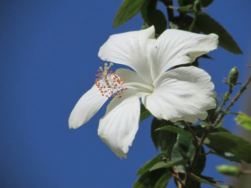 Gėlė, Wildflower, Balta Hibiscus Gėlė, Dharwad, Indija, Gėlių, Augalas, Natūralus, Žiedas, Žydėti, Žiedlapis, Botanikos, Ekologiškas, Stiebas, Botanika, Žolė, Žemdirbystė, Lauke, Aplinka, Lapai, Sodininkystė, Augmenija