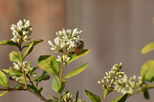 Gėlė, Medaus Bitė, Bičių, Išplistų, Apdulkinimas