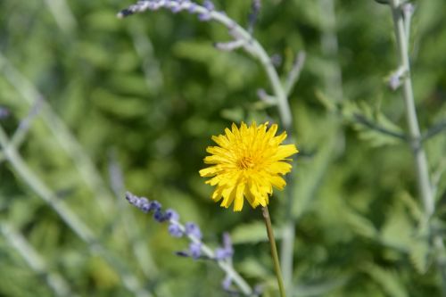 Gėlė, Pre, Gamta, Laukas, Pavasaris, Vasara, Prairie, France, Geltona