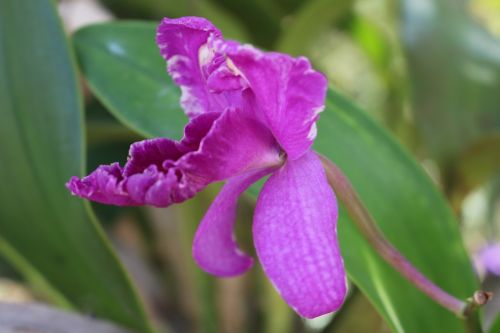 Gėlė, Orchidėjos, Purpurinės Gėlės