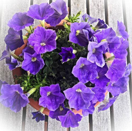Gėlė, Petunija, Dekoratyvinis Augalas, Tamsiai Violetinės Gėlės, Aromatingas, Lukštas, Pasodinti, Blütenmeer