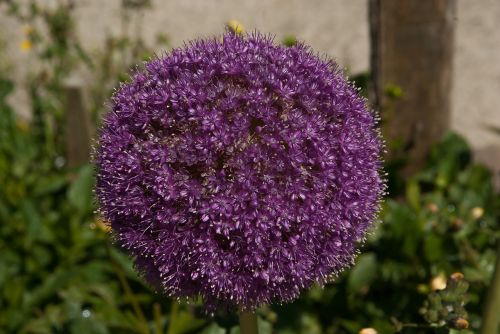 Gėlė, Allium, Česnako Milžinas, Purpurinė Gėlė