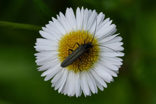 Gėlė, Vabzdys, Makro