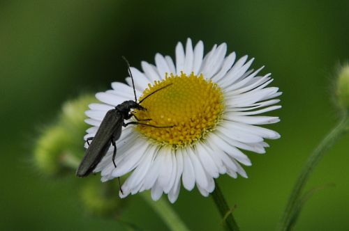 Gėlė, Vabzdys, Makro