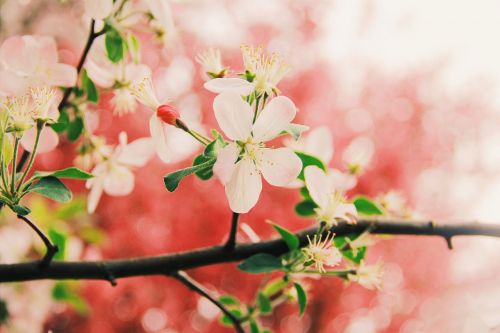 Gėlė, Artimosios Nuotolio Fotogrametrija, Pavasaris