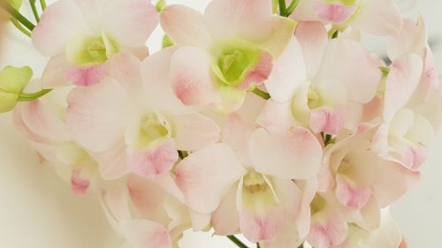 Gėlė, Orchidėja, Rožinis, Balta