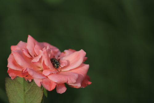Gėlė, Medaus Bitė, Rožinis
