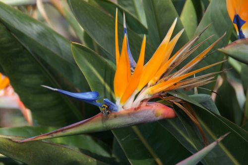 Gėlė, Oranžinė, Caudata Šiltnamio Efektą Sukeliančių Caudata, Madeira, Egzotiška Gėlė