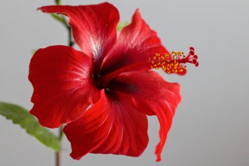 Gėlė, Hibiscus, Raudona Gėlė