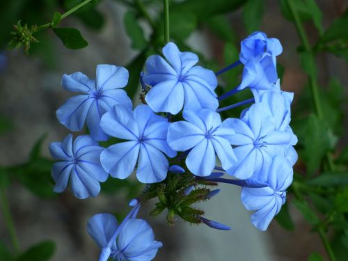 Gėlė, Mėlynas, Gamta, Sodas, Botanika, Flora, Vasara, Alsace, France