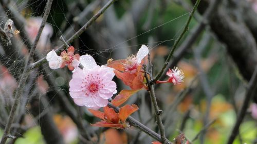 Gėlė, Yu Lee, Pavasaris