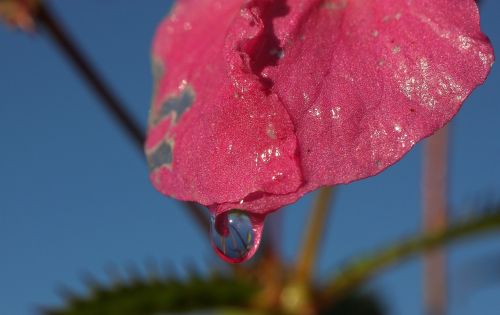 Žiedas, Žydėti, Rožinis, Lašelinė, Gėlė, Vanduo, Skystas, Spalva, Augalas, Liūtys, Flora, Nuotaika, Makro, Dekoratyvinis Augalas, Uždaryti, Iš Arti, Gėlės, Gamta, Žydėti