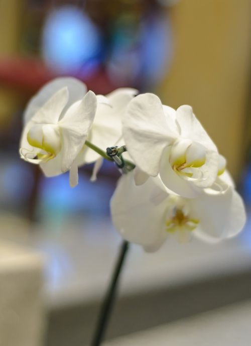 Gėlė, Orchidėja, Balta Orchidėja