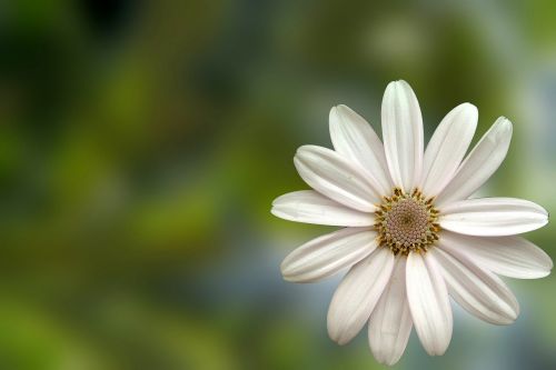 Gėlė, Daisy, Balta, Žiedlapiai
