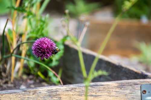 Gėlė, Hummel, Vabzdys, Žiedas, Žydėti, Gamta, Uždaryti