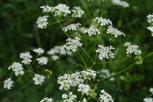 Gėlė, Lapija, Gėlės, Vasaros Gėlė, Žydi, Žydėti, Daisy, Mažos Gėlės