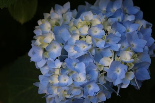 Gėlė, Mėlynas, Hortenzija, Žiedas, Botanika, Gėlių, Žiedlapis, Vasara
