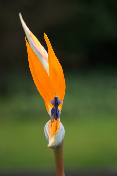 Gėlė, Rojaus Gėlė, Oranžinė, Caudata, Caudata Šiltnamio Efektą Sukeliančių Strelitziaceae, Rojaus Paukščio Gėlė