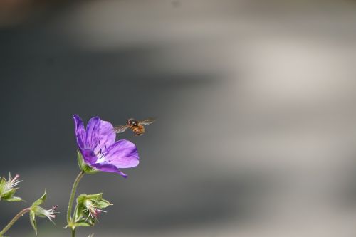 Gėlė, Bičių, Apdulkinimas, Violetinė