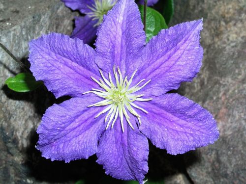 Gėlė, Žydėti, Clematis, Violetinė