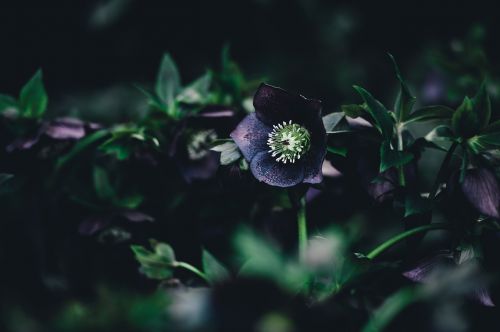 Gėlė, Augalas, Gamta, Tamsi