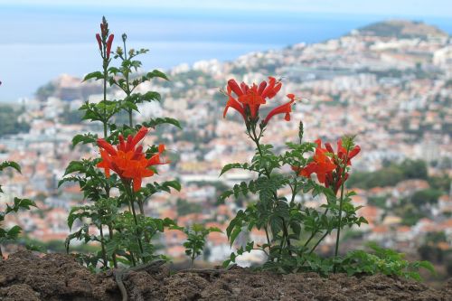 Gėlė, Uždaryti, Madeira, Iš Viršaus, Vaizdas