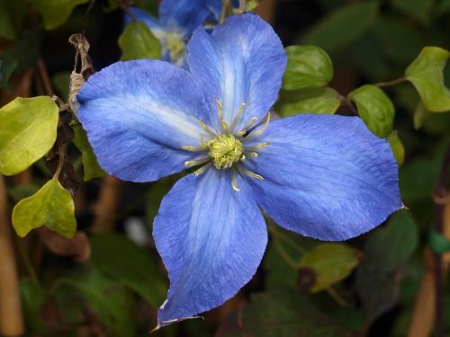 Gėlė, Clematis, Žydėti