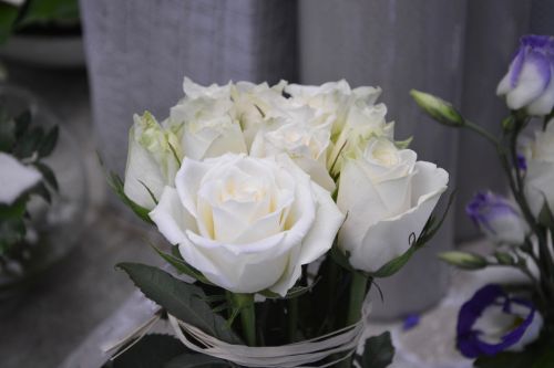Gėlė, Baltos Rožės, Gamta, Pasiūlymas, Grynumas