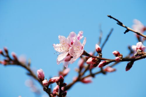 Gėlė, Vyšnių Žiedų, Pavasaris, Žiedas, Gamta, Filialas, Gėlių, Japanese, Žiedlapis, Sezonas, Sakura, Japonija, Natūralus, Rožinis